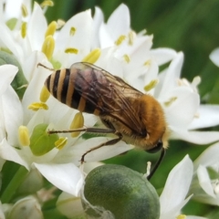 Colletes hederae