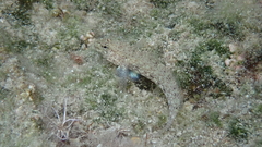 Gobius incognitus