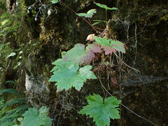 Heuchera glabra