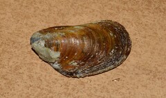 Mytilidae