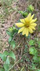 Silphium