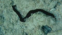 Synaptula reciprocans