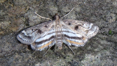 Parapoynx obscuralis