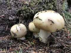 Russula fragrantissima
