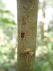 Leiobunum blackwalli
