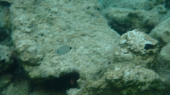 Diplodus sargus