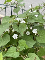 Ipomoea lacunosa