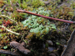Riccia subbifurca