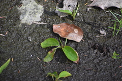 Potamogeton natans