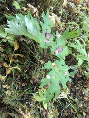 Heracleum dissectum