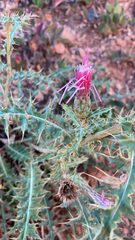 Cirsium arizonicum