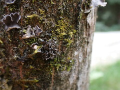 Scytinium polycarpum