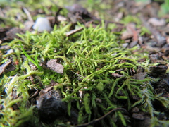 Triquetrella papillata