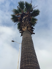 Washingtonia robusta