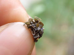 Scytinium polycarpum