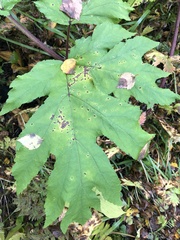 Heracleum dissectum