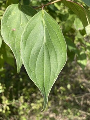 Cornus drummondii