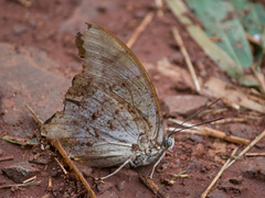 Nymphalidae