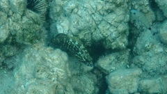 Epinephelus marginatus