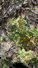 Chamaebatiaria millefolium