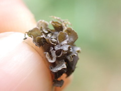 Scytinium polycarpum