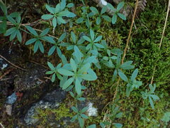 Galium triflorum
