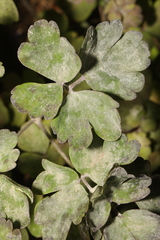 Erysiphe aquilegiae