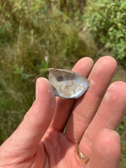 Sagittunio subrostratus