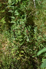 Kalmia microphylla
