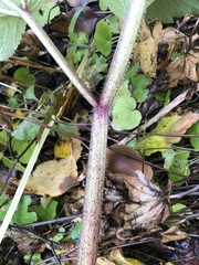 Heracleum dissectum
