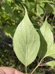 Cornus drummondii