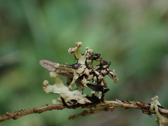 Hypotrachyna sinuosa