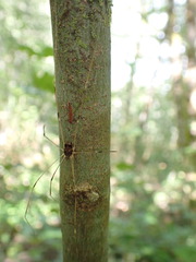 Leiobunum blackwalli