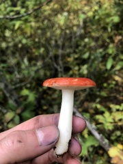 Russula emetica