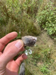 Sagittunio subrostratus