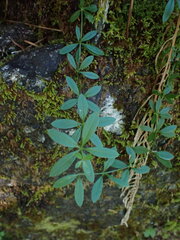 Galium triflorum