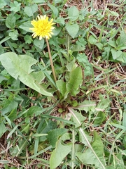 Taraxacum officinale