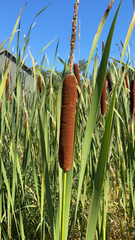 Typha