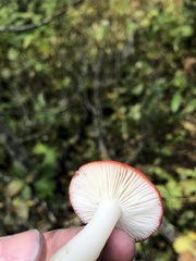 Russula emetica