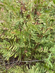 Osmunda spectabilis