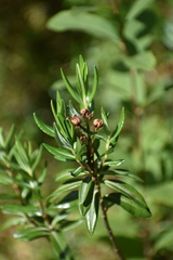 Kalmia microphylla