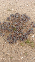 Euphorbia copiapina