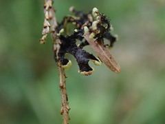 Hypotrachyna sinuosa