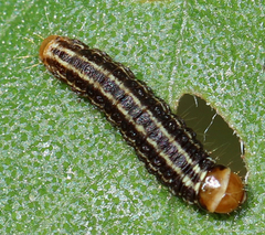 Homoeosoma electella