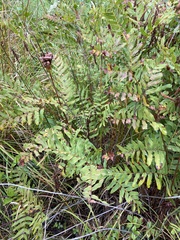 Osmunda spectabilis