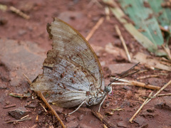 Nymphalidae