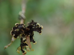 Hypotrachyna sinuosa