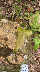 Smilax bona-nox