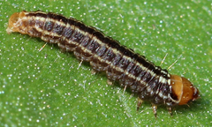Homoeosoma electella