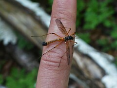 Tanyptera atrata
